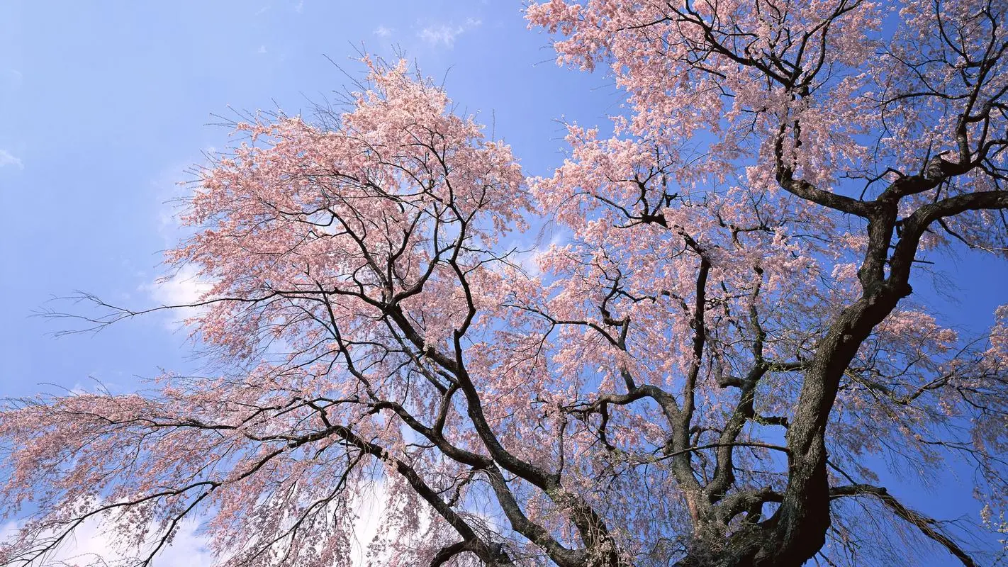 8868体育平台